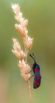 398 - ZYGAENA - TEUSCHEL PETER - germany <div : Insekt, Panzerwiese, Schmetterling, Tier, accepted, nature